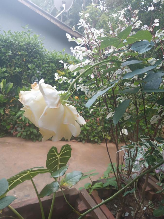 Supipi Homestay เอลลา ภายนอก รูปภาพ